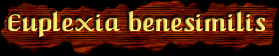 [Euplexia benesimilis]
