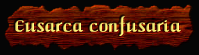 [Eusarca confusaria]