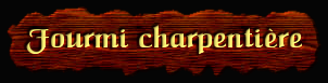 [Fourmi charpentiere]