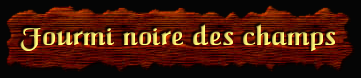 [Fourmi noire des champs]