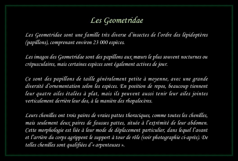 [Geometridae]