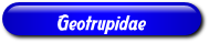 [Geotrupidae]