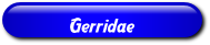 [Gerridae]
