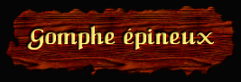 [Gomphe epineux]