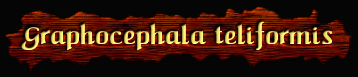 [graphocephalaTeliformis]