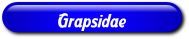 [Grapsidae]