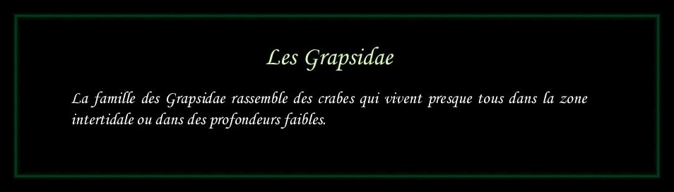 [Grapsidae]