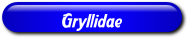 [Gryllidae]