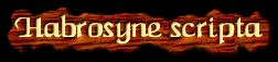[Habrosyne