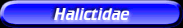 [Halictidae]