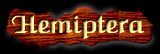[Hemiptera]