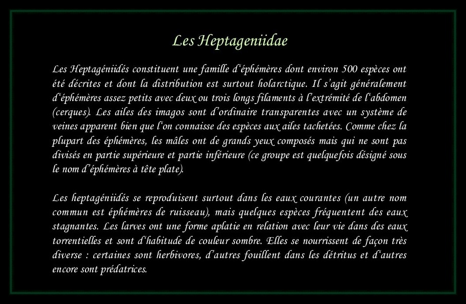 [Heptageniidae]