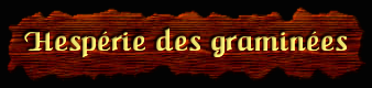 [Hesperie des graminees]