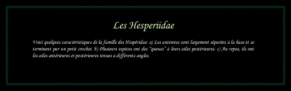 [Hesperiidae]