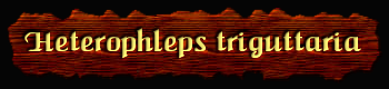 [Heterophleps