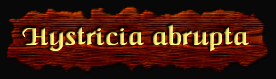 [Hystricia abrupta]