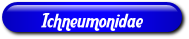 [Ichneumonidae]