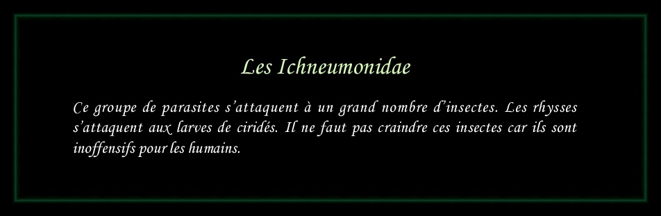 [Ichneumonidae]