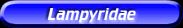 [Lampyridae]