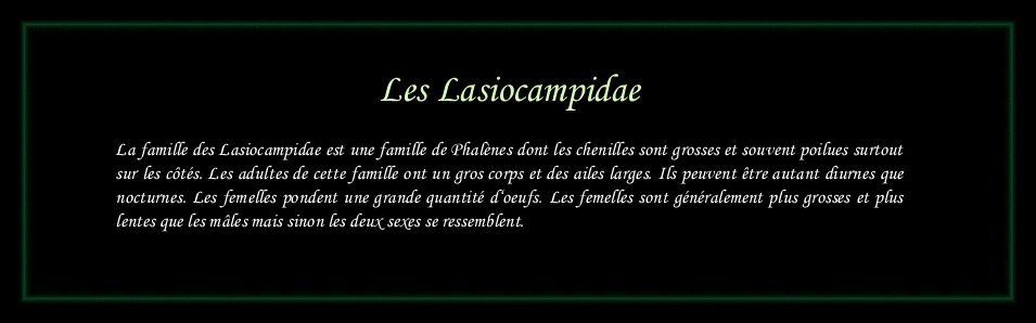 [Lasiocampidae]
