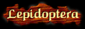 [Lepidoptera]