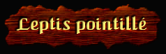 [Leptis pointillé]