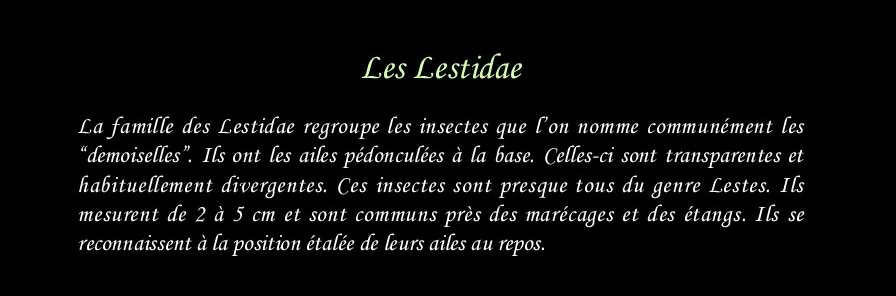 [Lestidae]