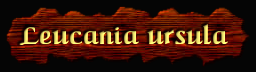 [Leucania ursula]