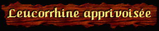 [Leucorrhine apprivoisee]