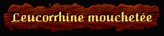 [Leucorrhine mouchetee]