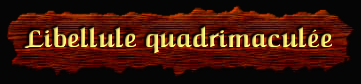 [Libellule quadrimaculee]
