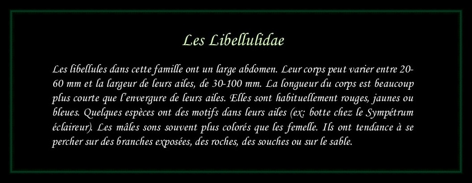 [Libellulidae]