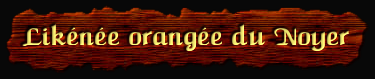 [Likenee orangée du Noyer]