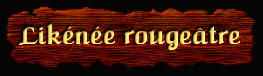 [Likenee rougeâtre]