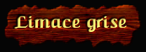 [Limace grise]