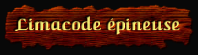 [Limacode épineuse]