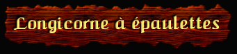 [Longicorne