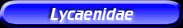 [Lycaenidae]