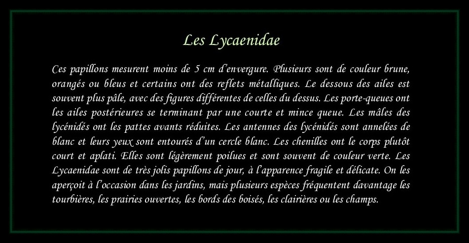 [Lycaenidae]