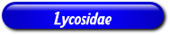 [Lycosidae]