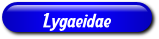 [Lygaeidae]
