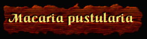 [Macaria