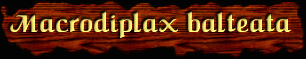 [Macrodiplax balteata]