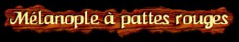[Melanople a pattes rouges]