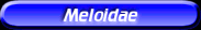 [Meloidae]