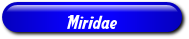 [Miridae]