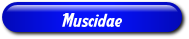 [Muscidae]