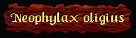 [Neophylax oligius]