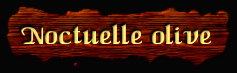 [Noctuelle olive]