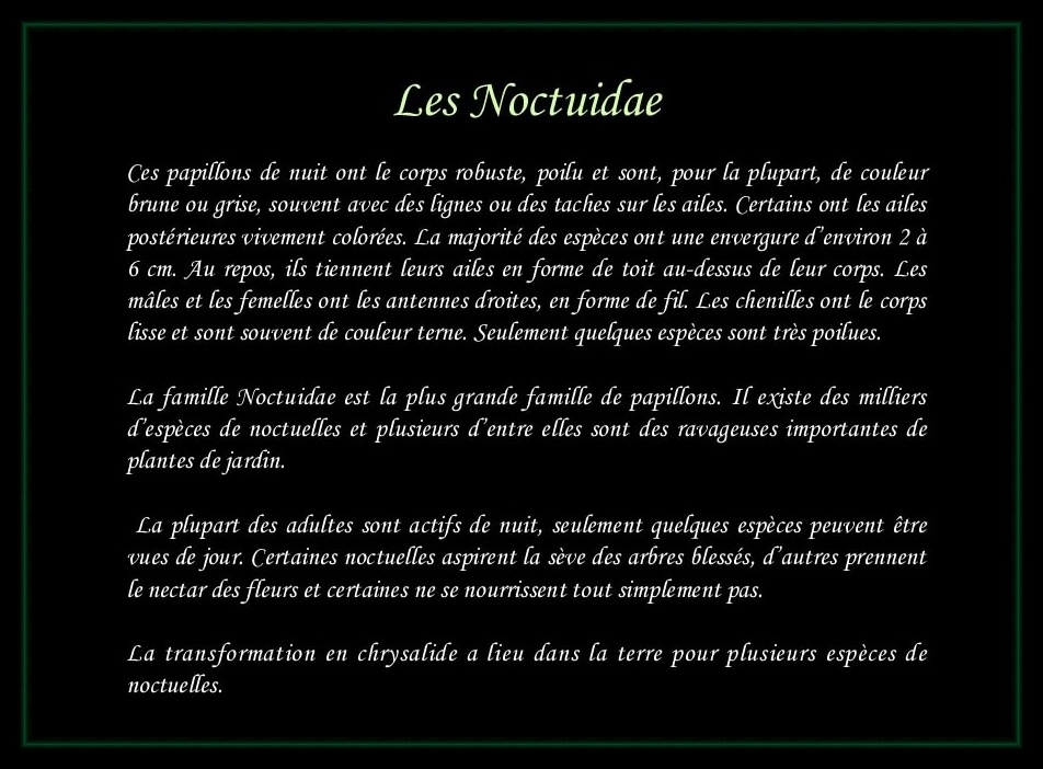 [Noctuidae]